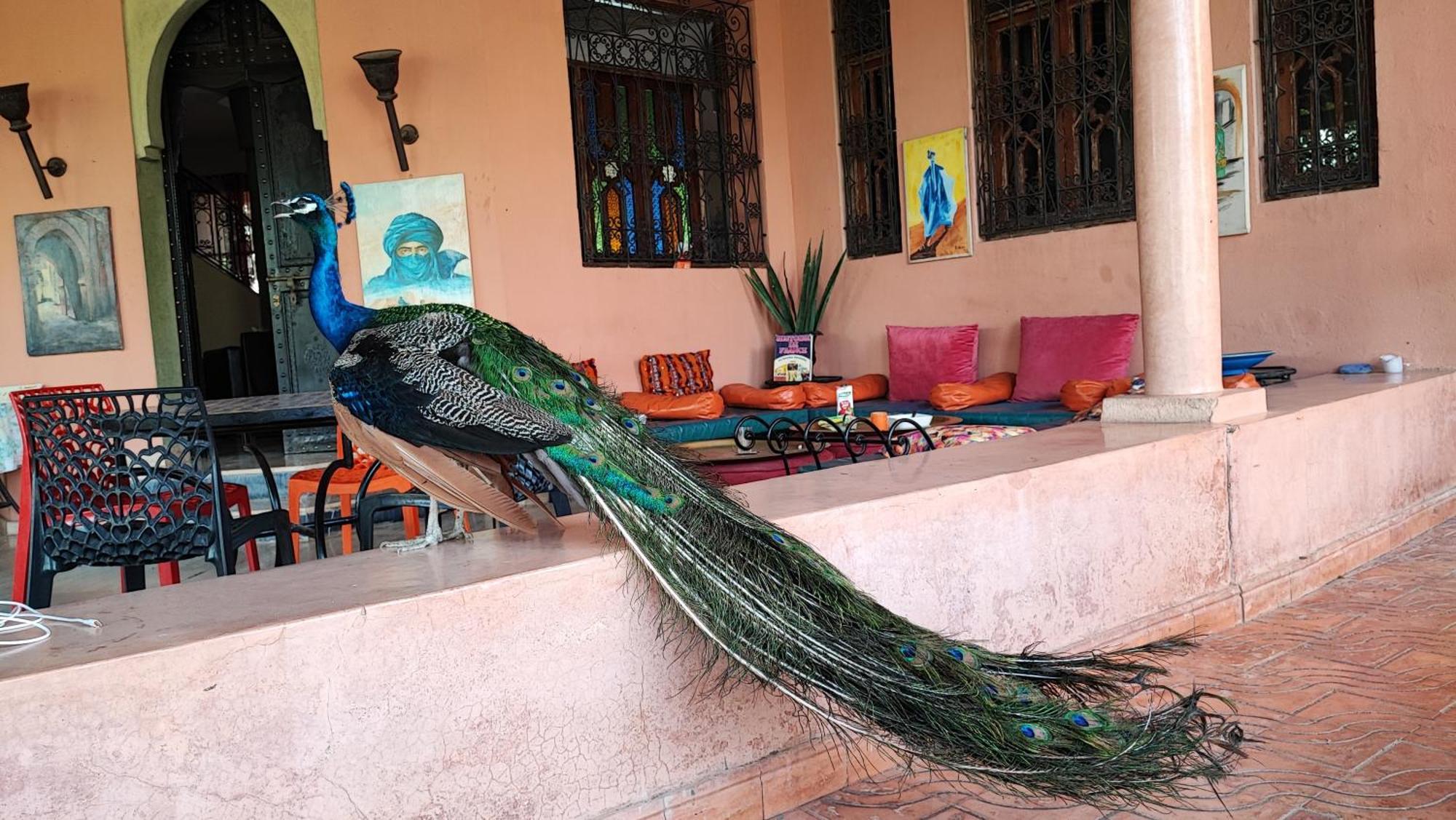 Las Palmeras Guest House Douar Caïd Layadi المظهر الخارجي الصورة